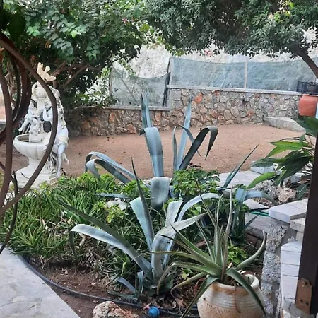 Anna's Sunset * Myrties